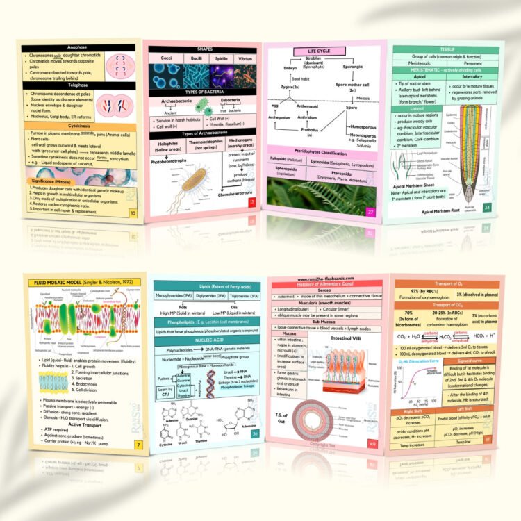 Biology Flashcards